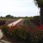 La coulée verte du Juan Flore entre la résidence et la voie ferrée appartement location Juan les pins, location vacances, appartement vacances Juan les pins, juan flore, airbnb, abritel, booking.com, locasun, riviera, cote d azur, alpes maritimes